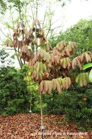 Image result for Monodora