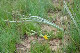 Image result for Hypoxis parvifolia