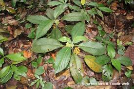 Image result for Psychotria ceratoloba