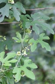 Image result for Cayaponia