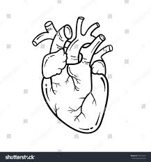 Anatomical Heart Line Art Illustration Vector Simple Heart Sign Anatomical Heart Drawing Heart Drawing Anatomical Heart