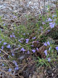 Image result for Clinopodium