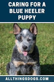 Younger puppies don't have enough bladder and bowel control and won't wait when they have to go. Blue Heeler Puppy Blue Heeler Puppies Heeler Puppies Blue Heeler Dogs