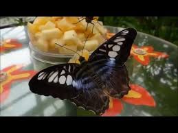 Botanischer garten münchen jetzt 15 bewertungen & 130 bilder beim testsieger holidaycheck entdecken und direkt hotels nahe botanischer garten münchen finden. Tropische Schmetterlinge Bis Zum 13 Marz 2016 Im Botanischen Garten Munchen Youtube