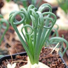 Image result for Albuca virens