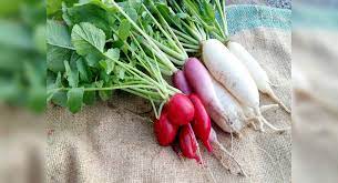 10 Health Benefits Of Eating Radish The Times Of India
