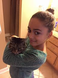 Pudelpointer puppies ready for new homes