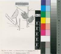 Image result for Acacia pilispina