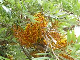Image result for Grevillea