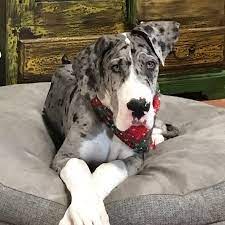 Great dane puppy for sale in usa, ohio, dayton. Great Dane Puppies Harlequins Mantles Merles Adventures