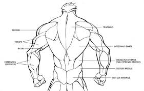 See full list on healthpages.org Muscular Back Drawing Reference Novocom Top