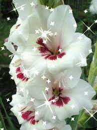 Animashka Na Telefon 1159066 Beautiful Gif Flowers Gif Beautiful Flowers