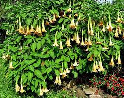 Image result for Aeollanthus suaveolens