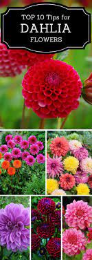 Pin On The Cottage Garden