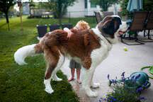 White border post card, view in mehring, germany. Small Boy Hugging Large Saint Bernard Dog In Backyard At Home Stockfoto