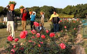 Symbolic Rose Fest From February 26 28 In Chandigarh Chandigarh garden festival is the three day extravaganza, full of even special events are planned for kids coming to attend the festival like spot painting competition or the rose prince and rose princess competitions. symbolic rose fest from february 26 28