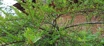 Image result for Phyllanthaceae