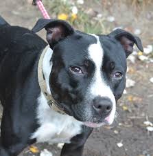 Did you know the staffordshire bull terrier had his beginnings in england centuries ago when the bulldog and mastiff were closely linked, eventually giving way to the smaller, more agile breed. Reggie Stunning Black And White Rescue Staffy Leeds West Yorkshire Pets4homes