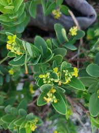 Image result for Thymelaeaceae