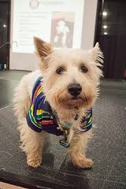 Pet expo, Legos and vodka tasting: 5 things to do in metro Detroit