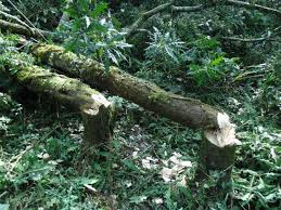 Image result for Cassipourea ruwensorensis