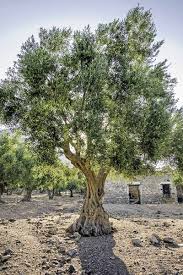 Production then begins to lessen progressively for the rest of the life of the tree. Learn How To Grow Olive Trees In The Home Landscape Gardener S Path