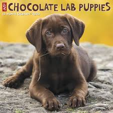 If you live near any water, then expect for them to be wet. Just Chocolate Lab Puppies 2020 Wall Calendar Dog Breed Calendar Willow Creek Press 9781549205866 Amazon Com Books