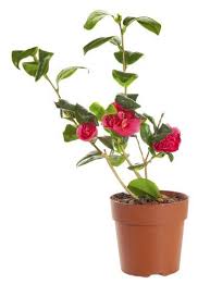 Care For Camellia In Pots Tips For Growing Camellias In Containers Container Flowers Rose Plant Care Camellia Plant