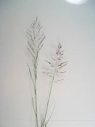 Image result for Eragrostis macrochlamys