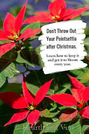 Growing Poinsettia At Home Poinsettia Plant Poinsettia Poinsettia Care