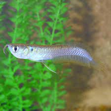 Complete Silver Arowana Price List Check Size And Cost Here