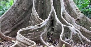 Buttress Roots Australian Trees Trees To Plant Rainforest Trees