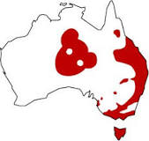 Drop Bear