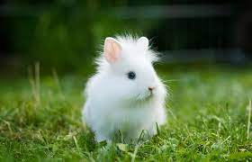 Maybe you would like to learn more about one of these? Lionhead Rabbit Breed Profile And Photos Lovetoknow