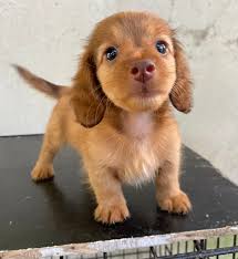 Anyone have a short hair dachshund puppies?