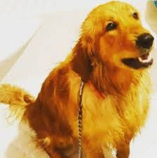 When you are buying a golden lab puppy you should get one from a trusted and reputable breeder. 6 Best Golden Retriever Breeders In Missouri 2021 We Love Doodles