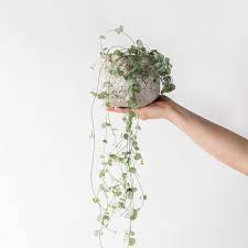 10, but usually grown as an annual Heart Shaped Plants For Your Valentine