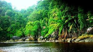 Hq definition live forest backgrounds 68323189 gisele kohr forest plants nature tree forest wallpaper. Amazon Rainforest Jungle Black River Wallpaper Hd Resolution 1920 1080 1080p Wallpaper Hdwallpaper Deskto Jungle Wallpaper Forest Wallpaper Forest Pictures