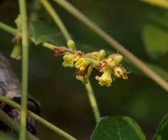 Image result for Commiphora zanzibarica