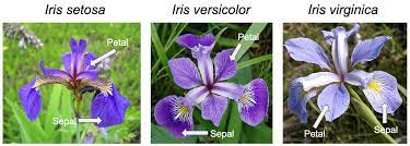 The Iris Dataset A Little Bit Of History And Biology By Yong Cui Towards Data Science