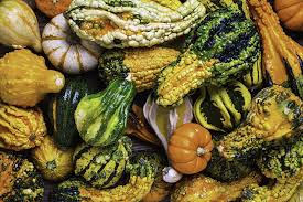 Ornamental Gourds May Not Be Edible But They Sure Are Colorful They Are Also Very Easy To Grow And When Dried Last Well Gourds Fenced Vegetable Garden Dried