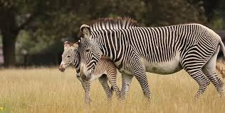 Image result for zebra