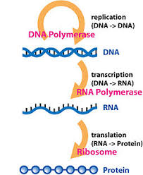 central dogma of molecular biology wikipedia