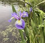 Nature Journaling