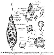 Euglena Nutrition And Reproduction Subkingdom Protozoa
