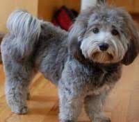 Havanese Haircuts Perry Haircut Before And After Pics Mommy Has Mixed Feeling Show Havanese Haircuts Havanese Grooming Havanese