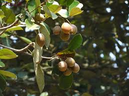 Image result for Manilkara kauki