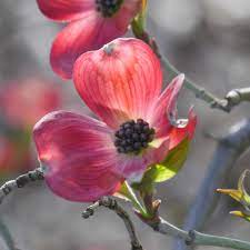 Crimson blossoms sweep across the crape's large. Red Dogwood Tree On The Tree Guide At Arborday Org