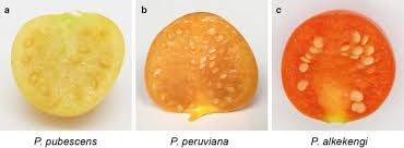 Image result for Physalis pubescens