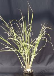 Image result for Oryza barthii